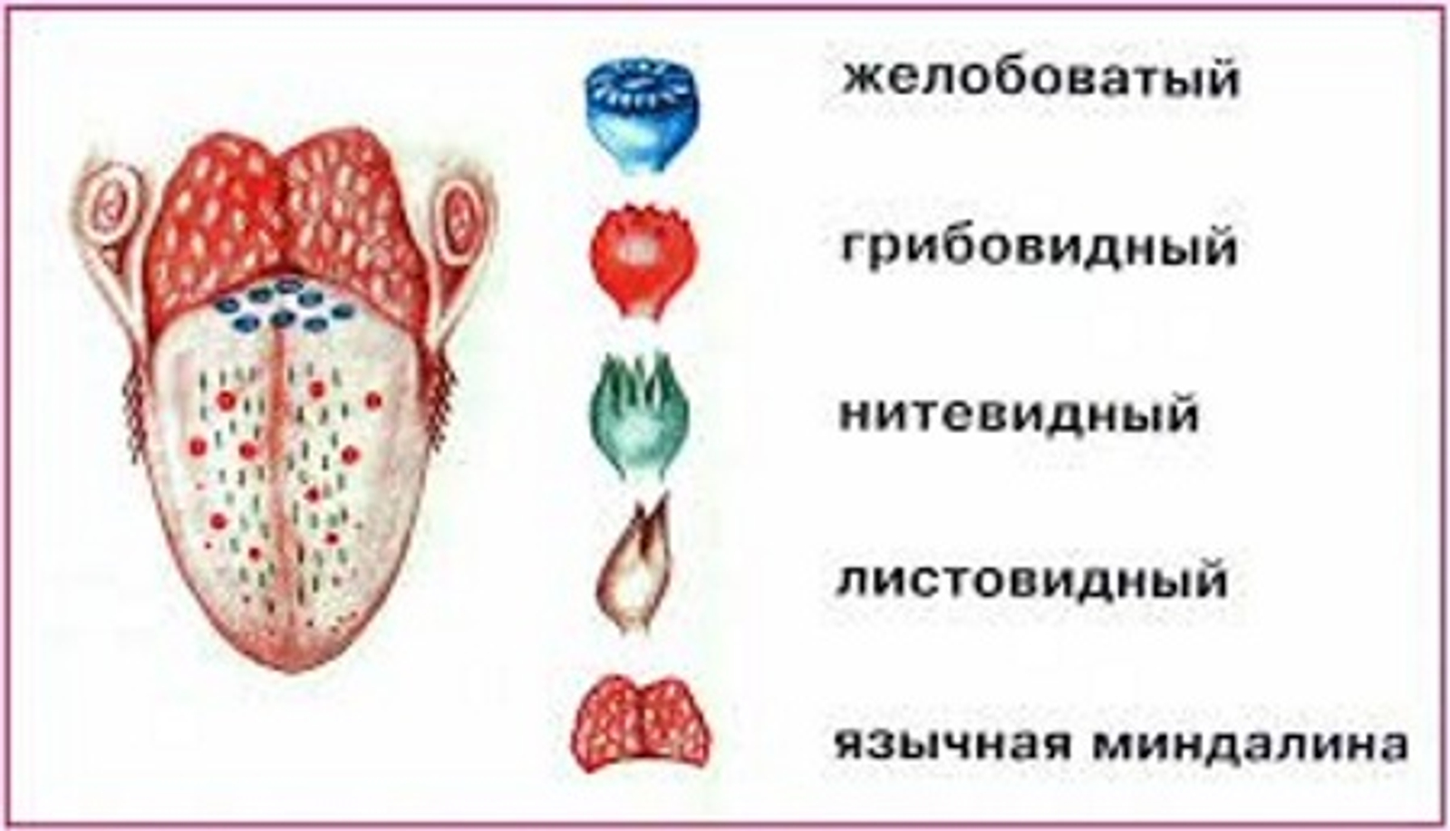 Вкусовые Сосочки На Корне Языка Фото